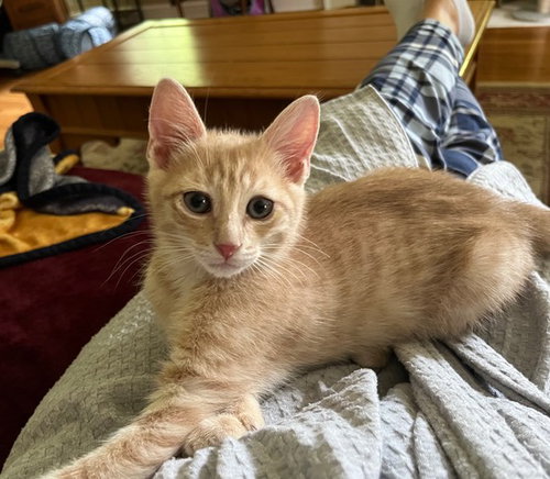 Eevee Kitten