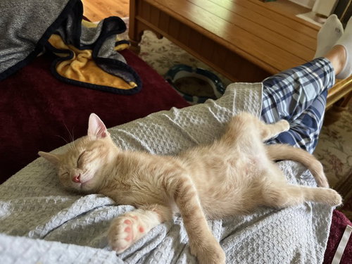 Eevee Kitten photo 2