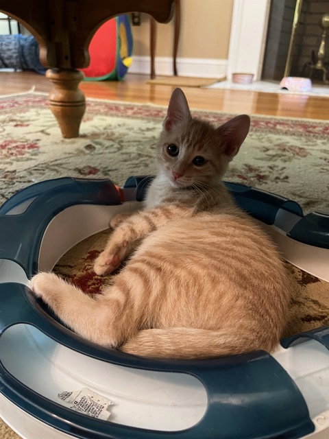 Eevee Kitten photo 3