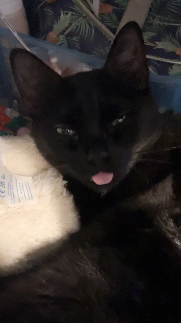 Skye - Domestic Short Hair
