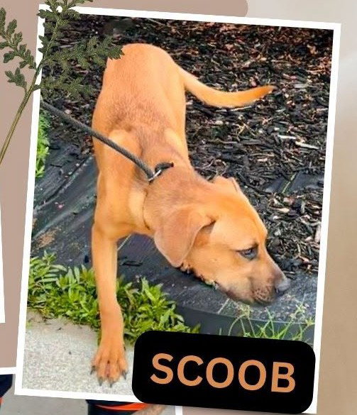 Scooby SCAS
