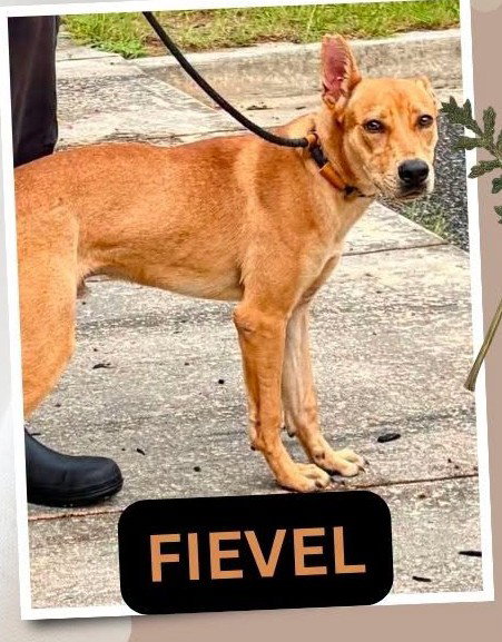 Fievel Scas photo 2