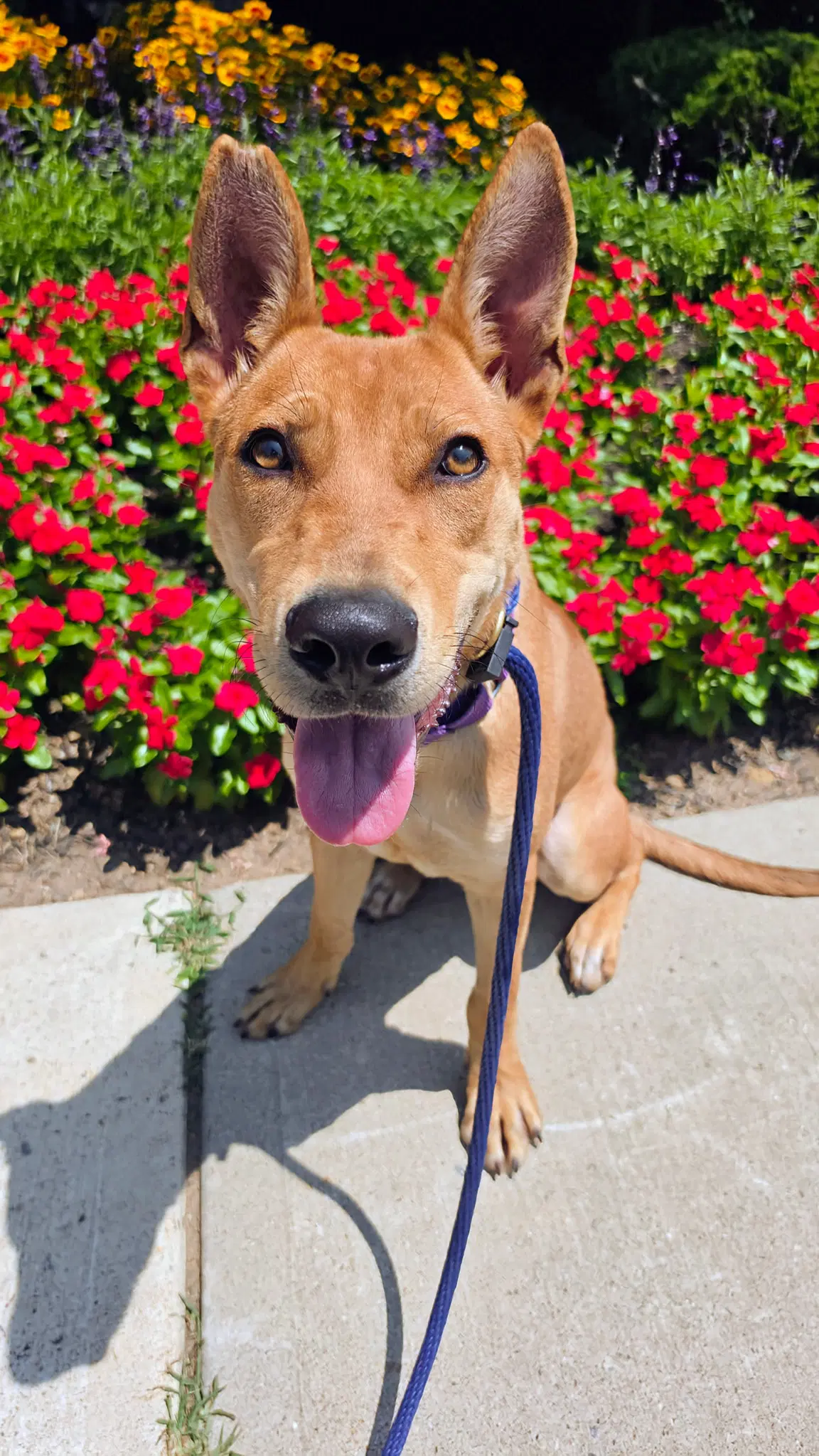 Fievel Scas - Basenji
