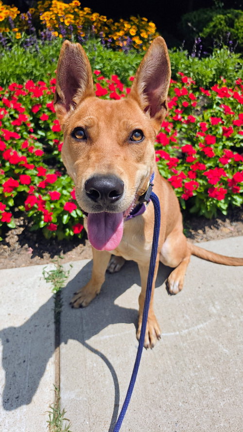 Fievel SCAS, a dog for adoption from Eleventh Hour Rescue