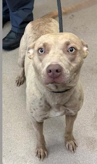 Henna Scas - Pit Bull Terrier