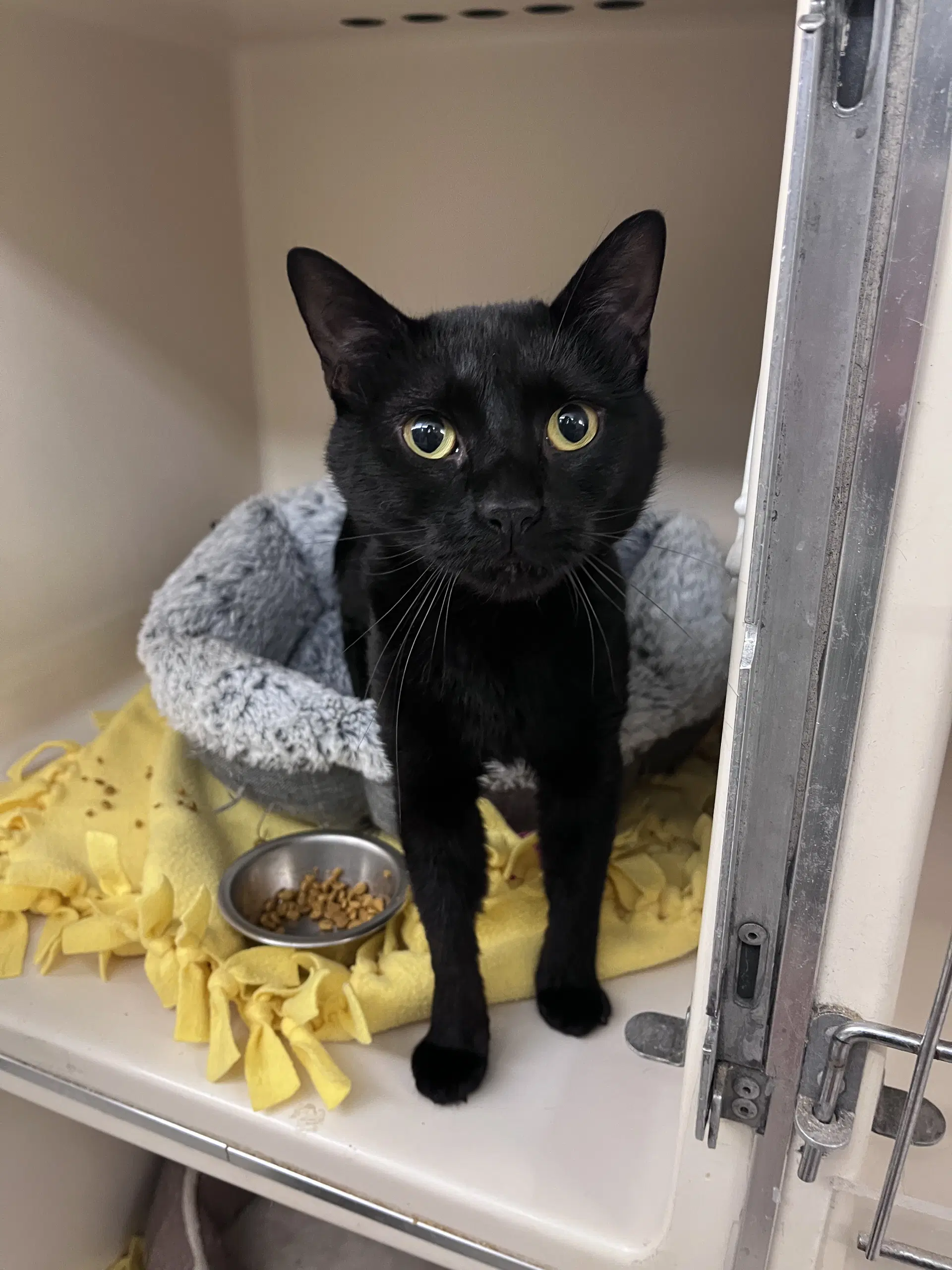 Taj Rm - Domestic Short Hair