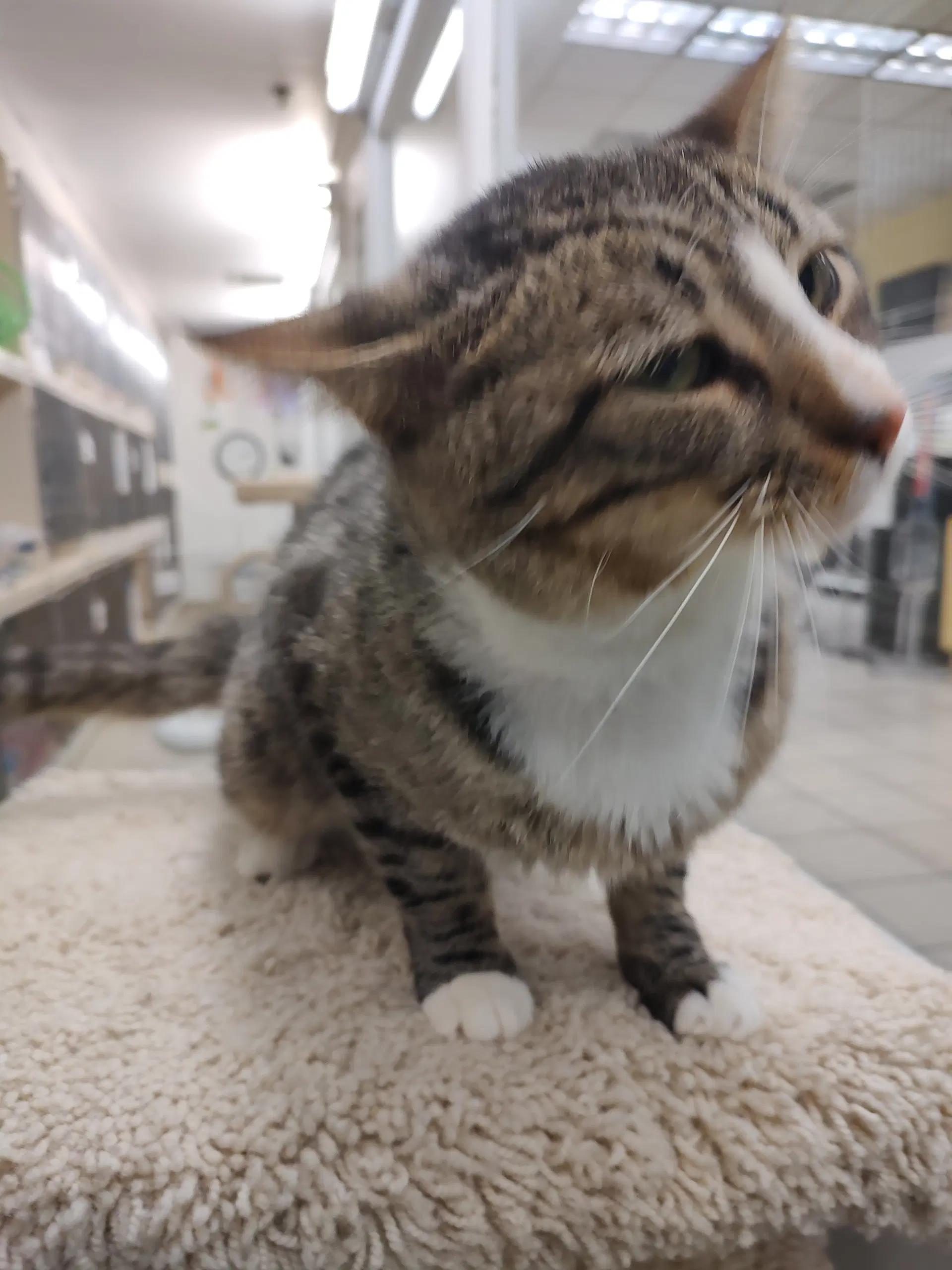 Gideon Rm - Domestic Short Hair