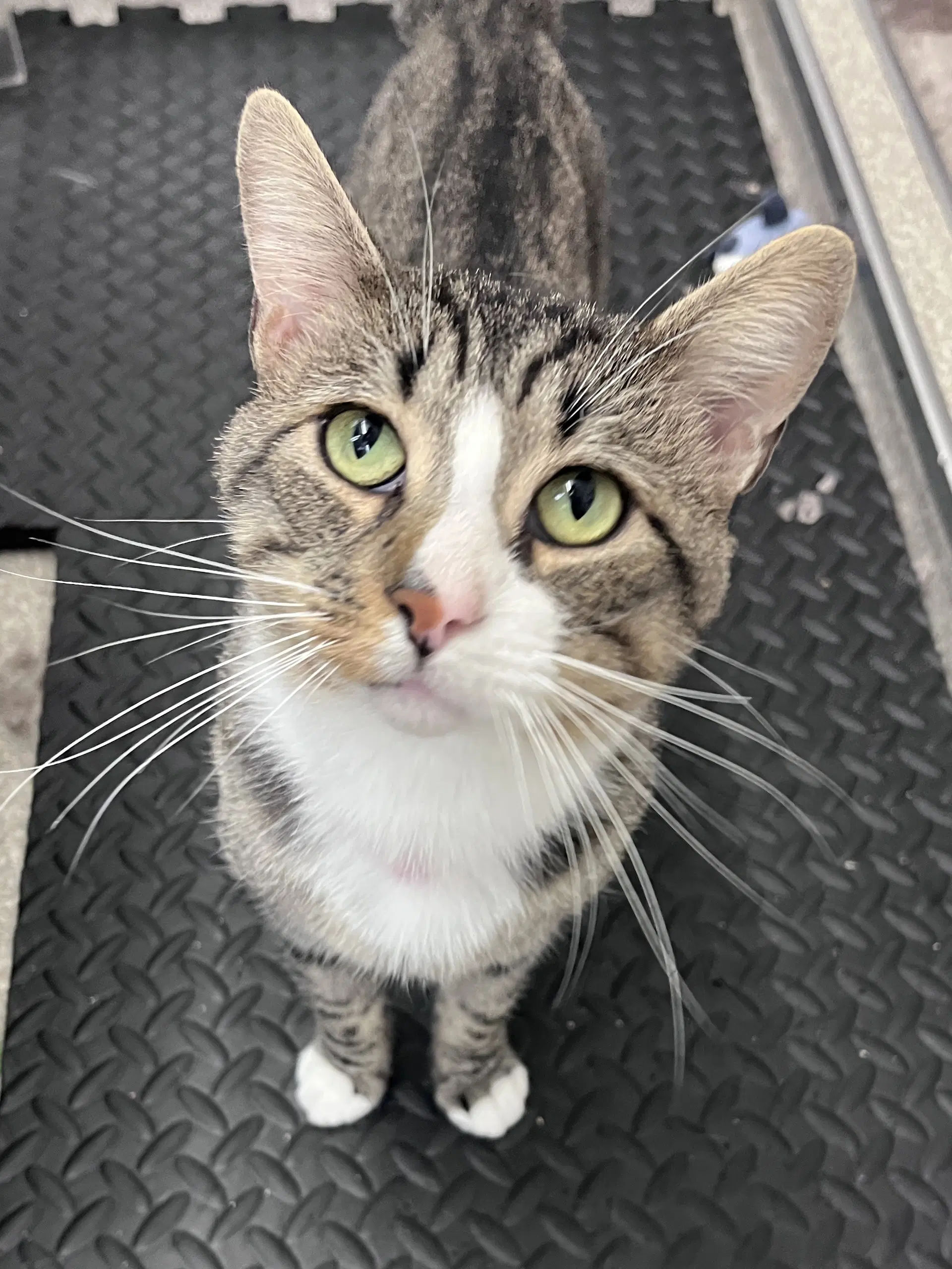 Gideon Rm - Domestic Short Hair