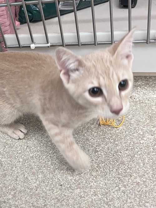 Cheese KITTEN RM