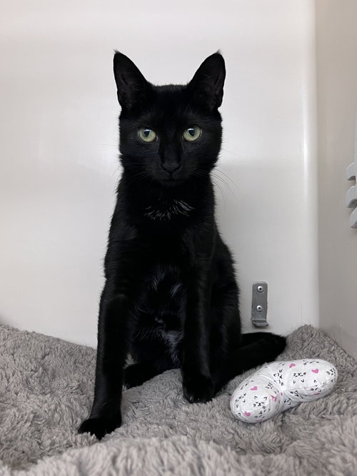 Rayven KITTEN RM