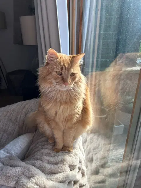 Ginger - Domestic Long Hair