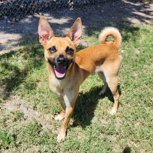 Prospect Gch - Rat Terrier