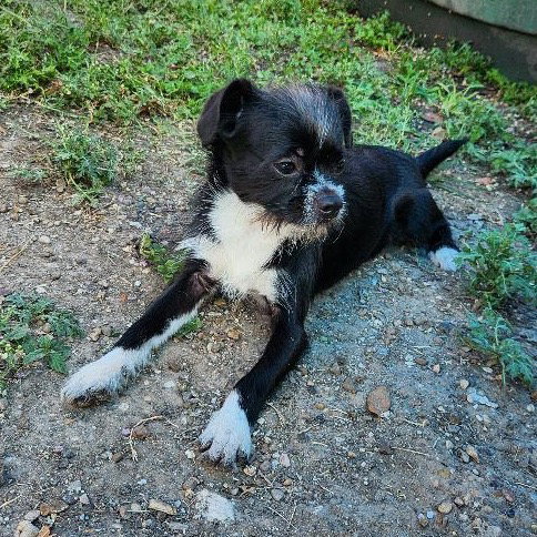Mushu Gch photo 3