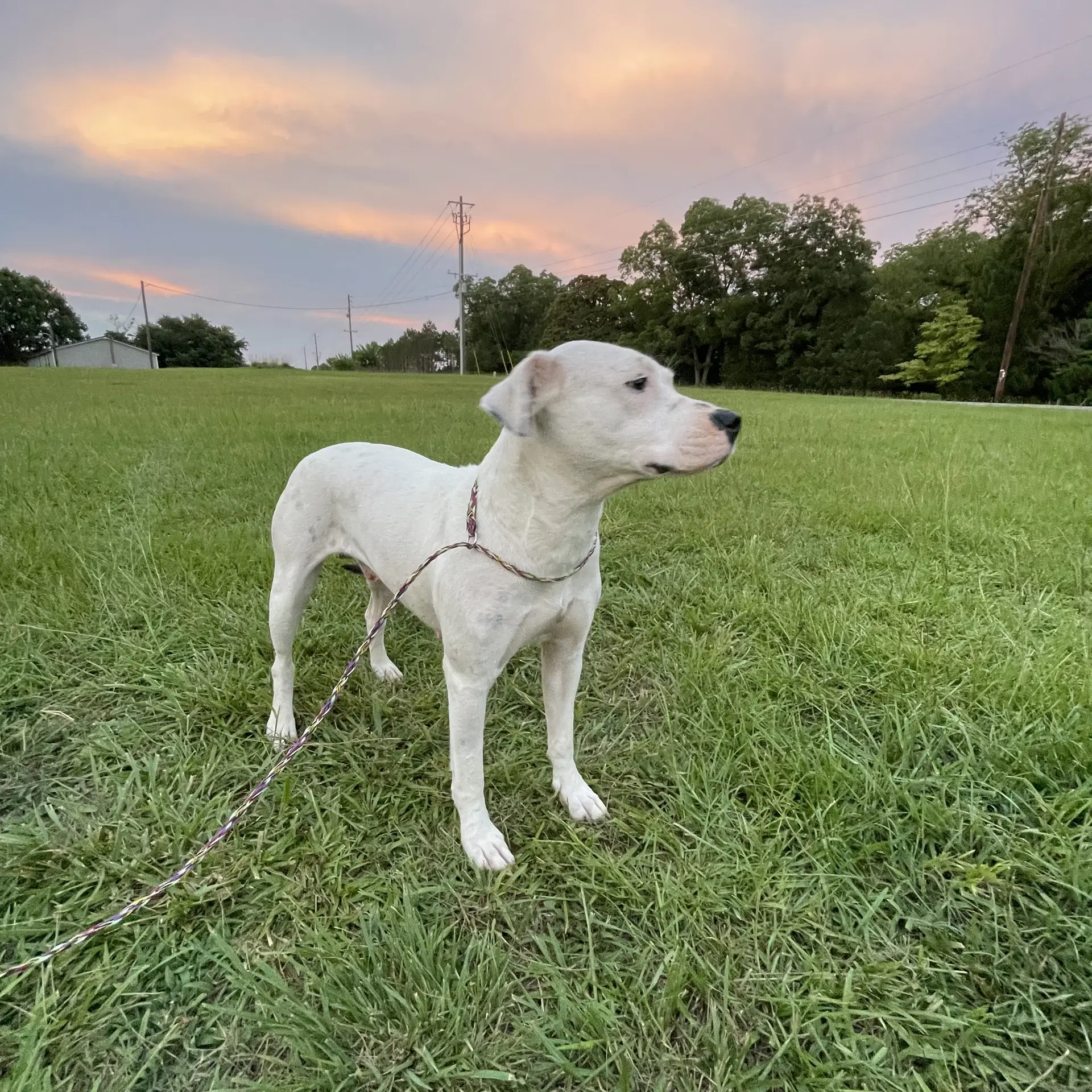Ghost Dixon - Pit Bull Terrier