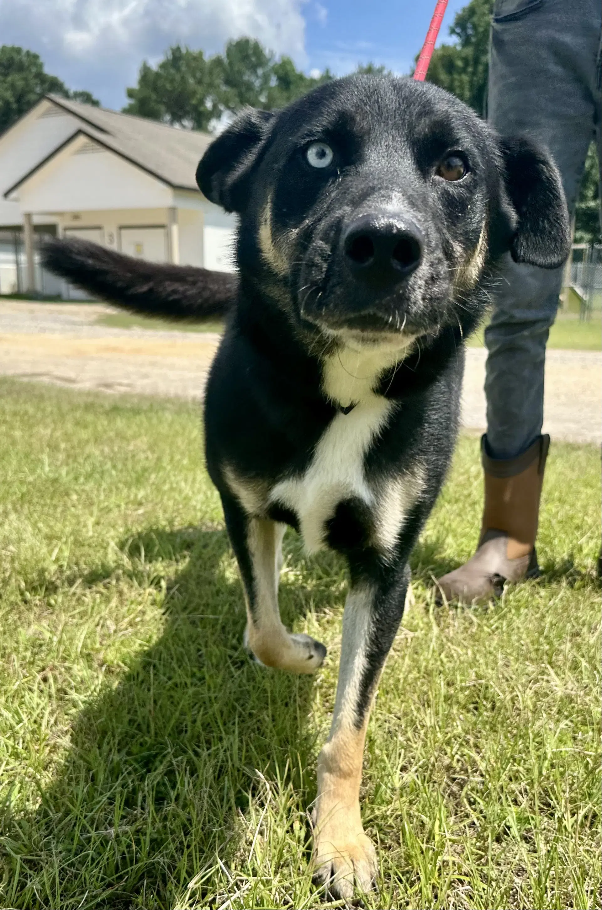 Caleb Dixon - Shepherd