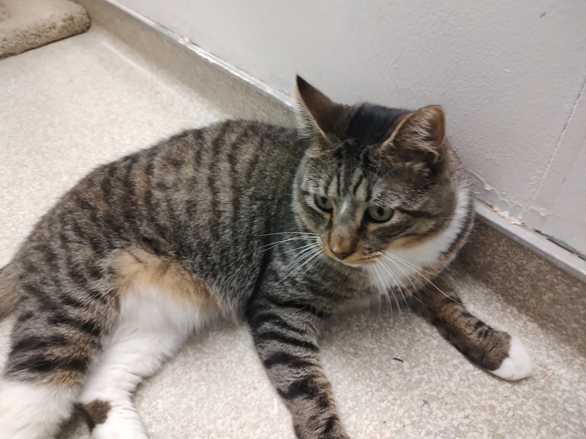 Kai Rm - Domestic Short Hair