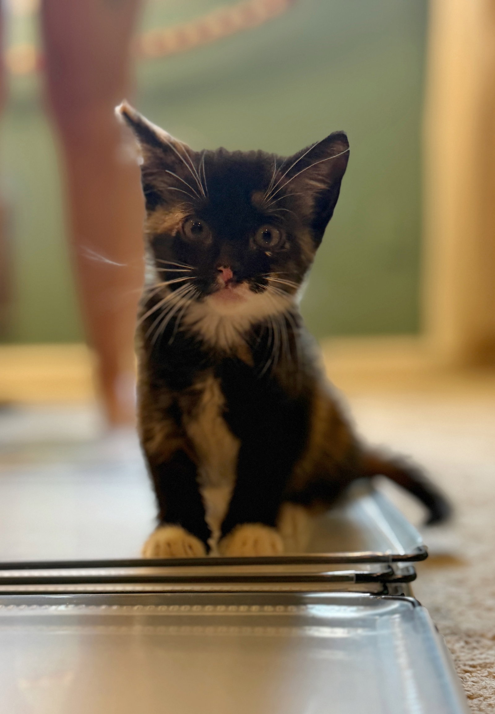 Gravyboat KITTEN, cat