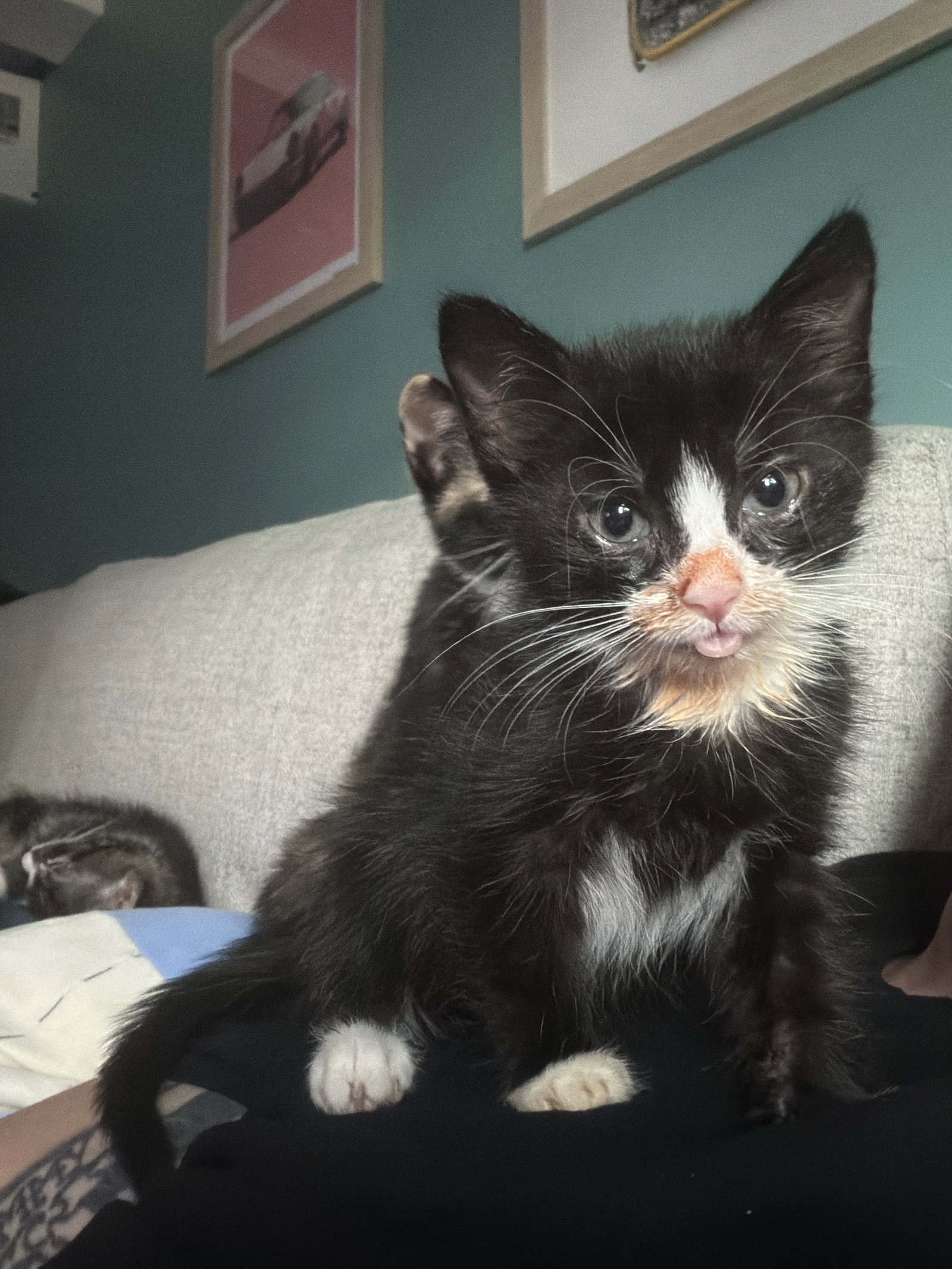 Juice Box KITTEN, cat