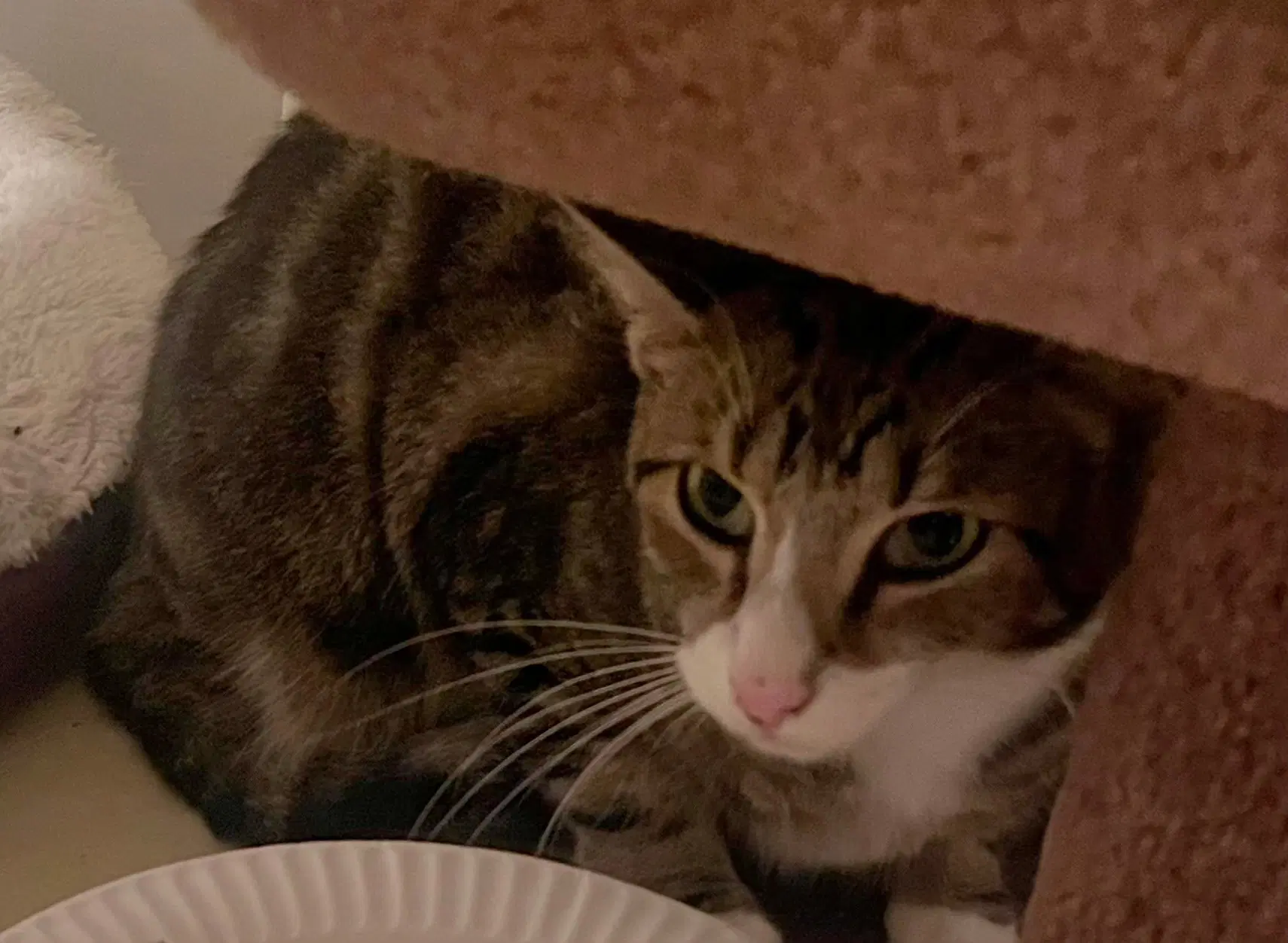 Shed Rm - Domestic Short Hair