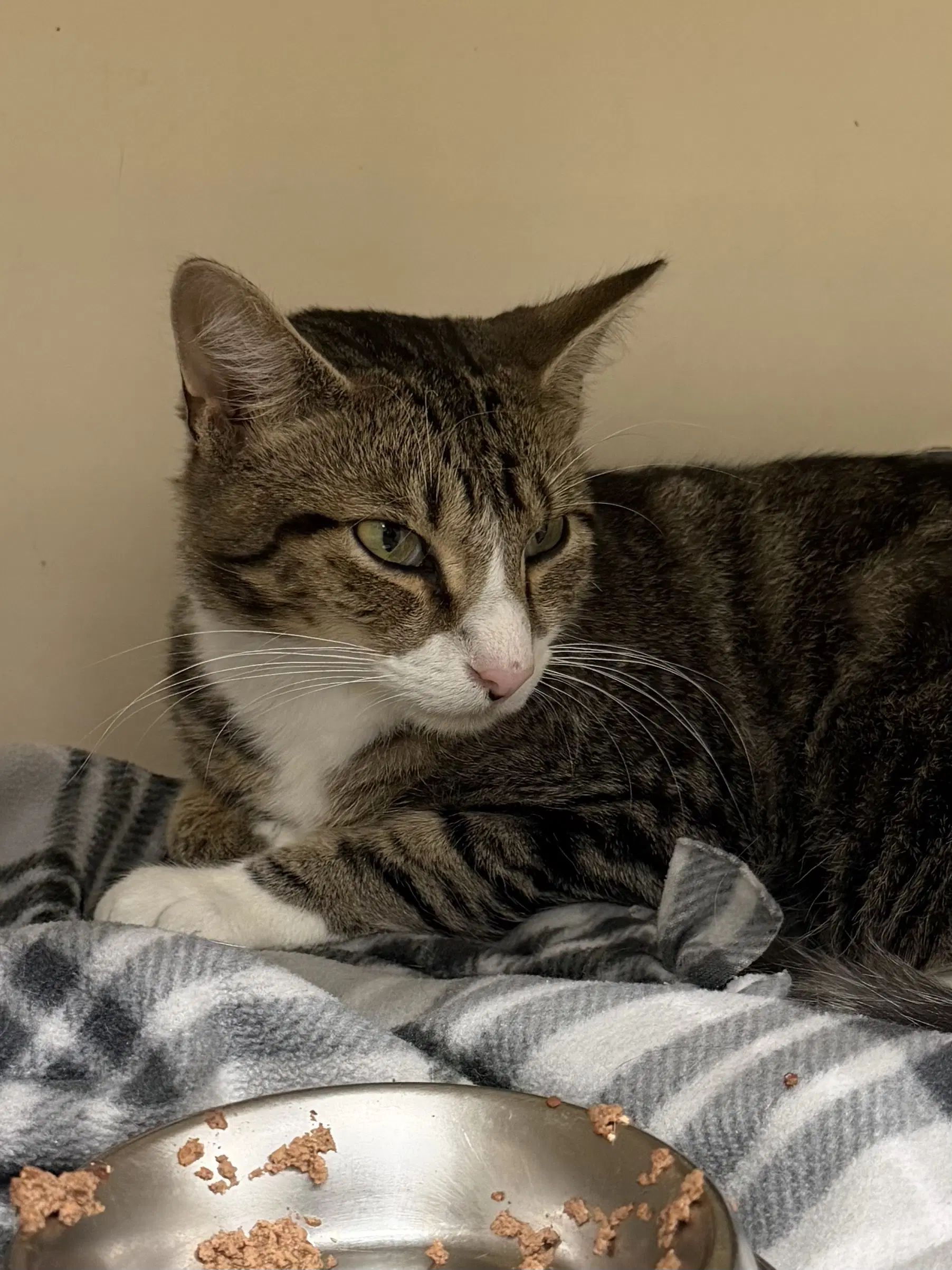 Shed Rm - Domestic Short Hair