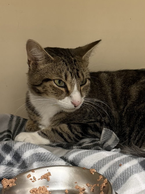 Shed RM, a cat for adoption from Eleventh Hour Rescue