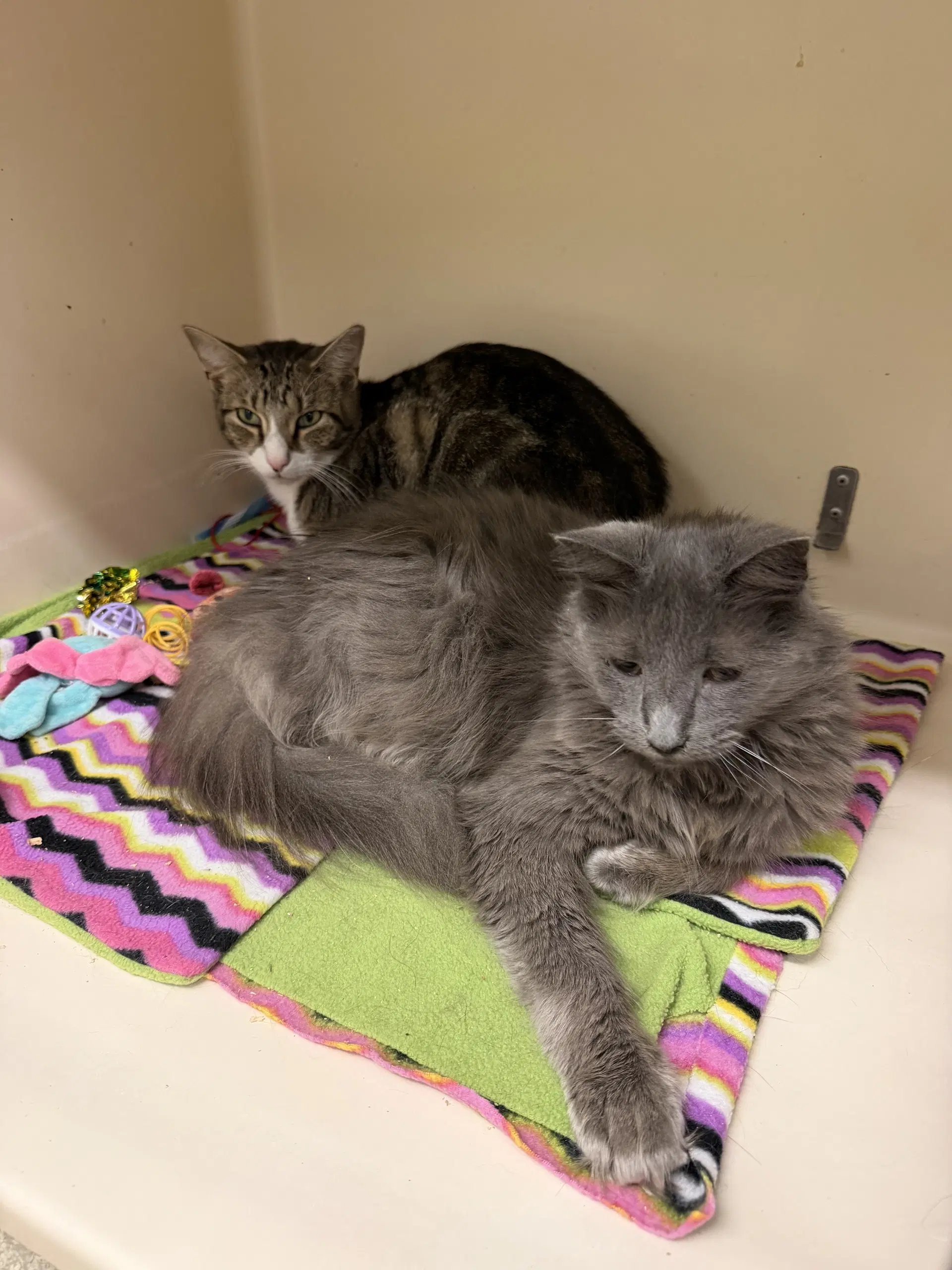 Smokey Rm - Domestic Short Hair