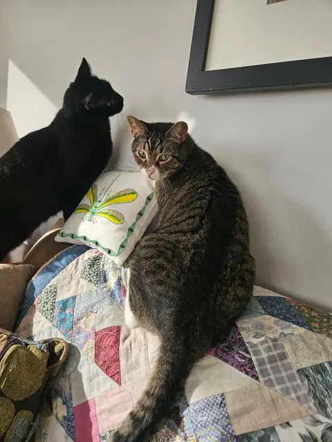 Gino - Domestic Short Hair