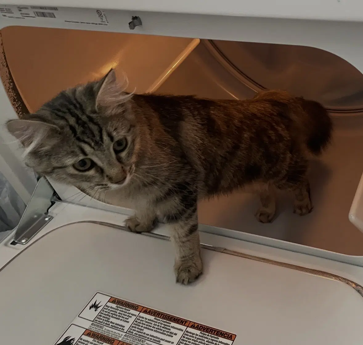 Bella Kitten - Domestic Long Hair