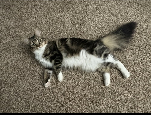 Krumpus KITTEN