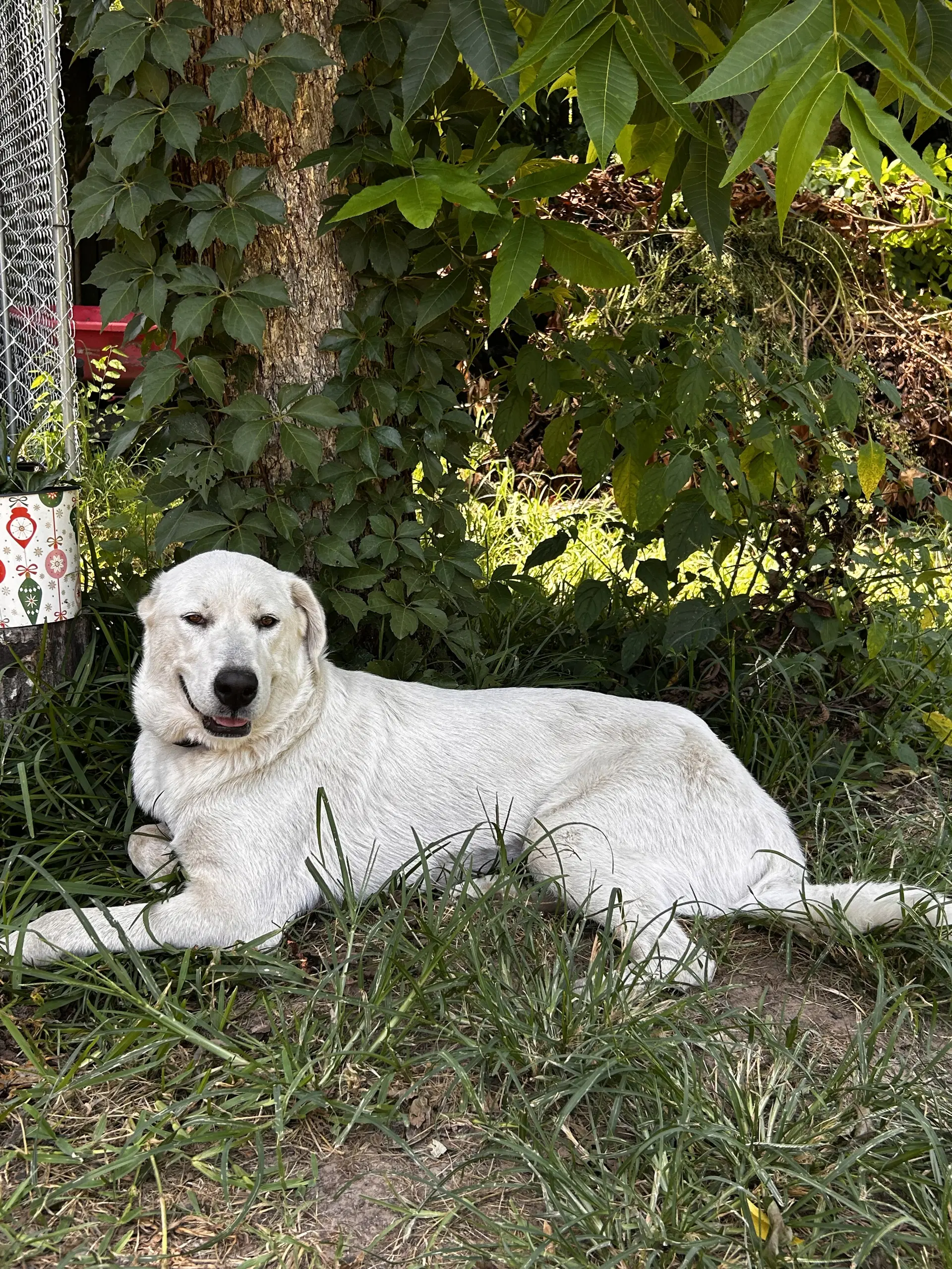 Rosalie  Rosie  Lonestar - Labrador Retriever