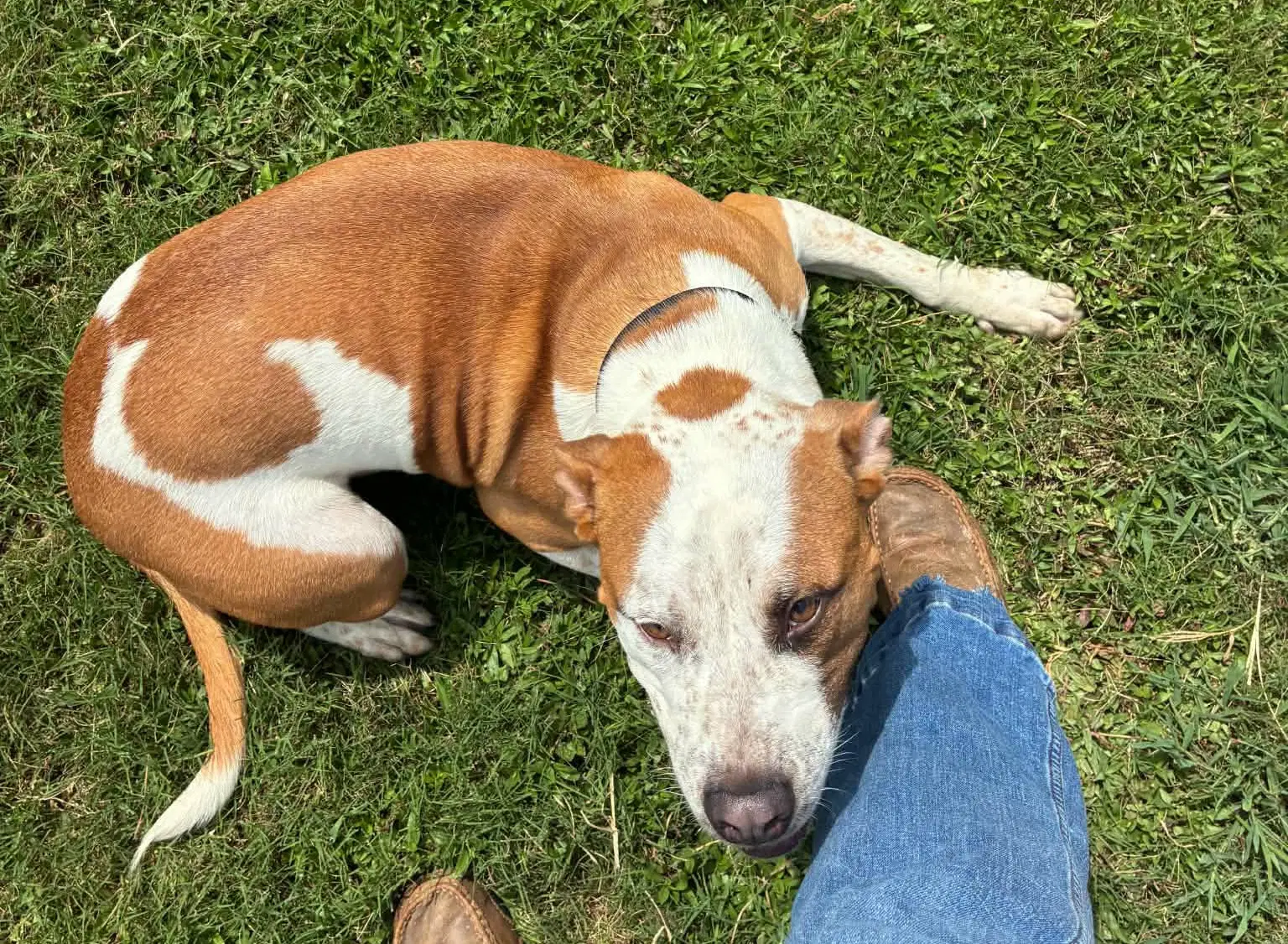Winston Louisiana - Pit Bull Terrier