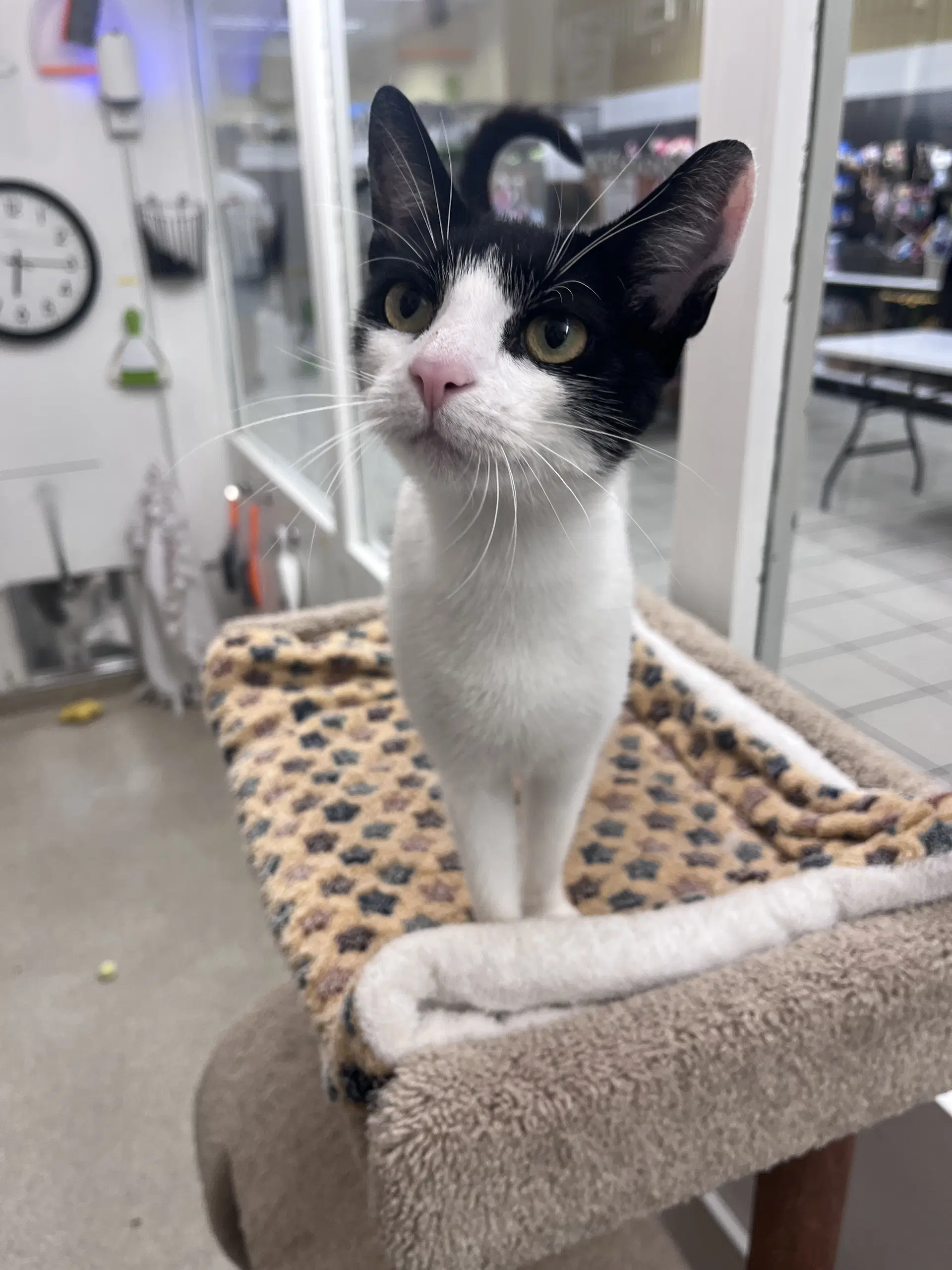 Jazzie Rm - Domestic Short Hair