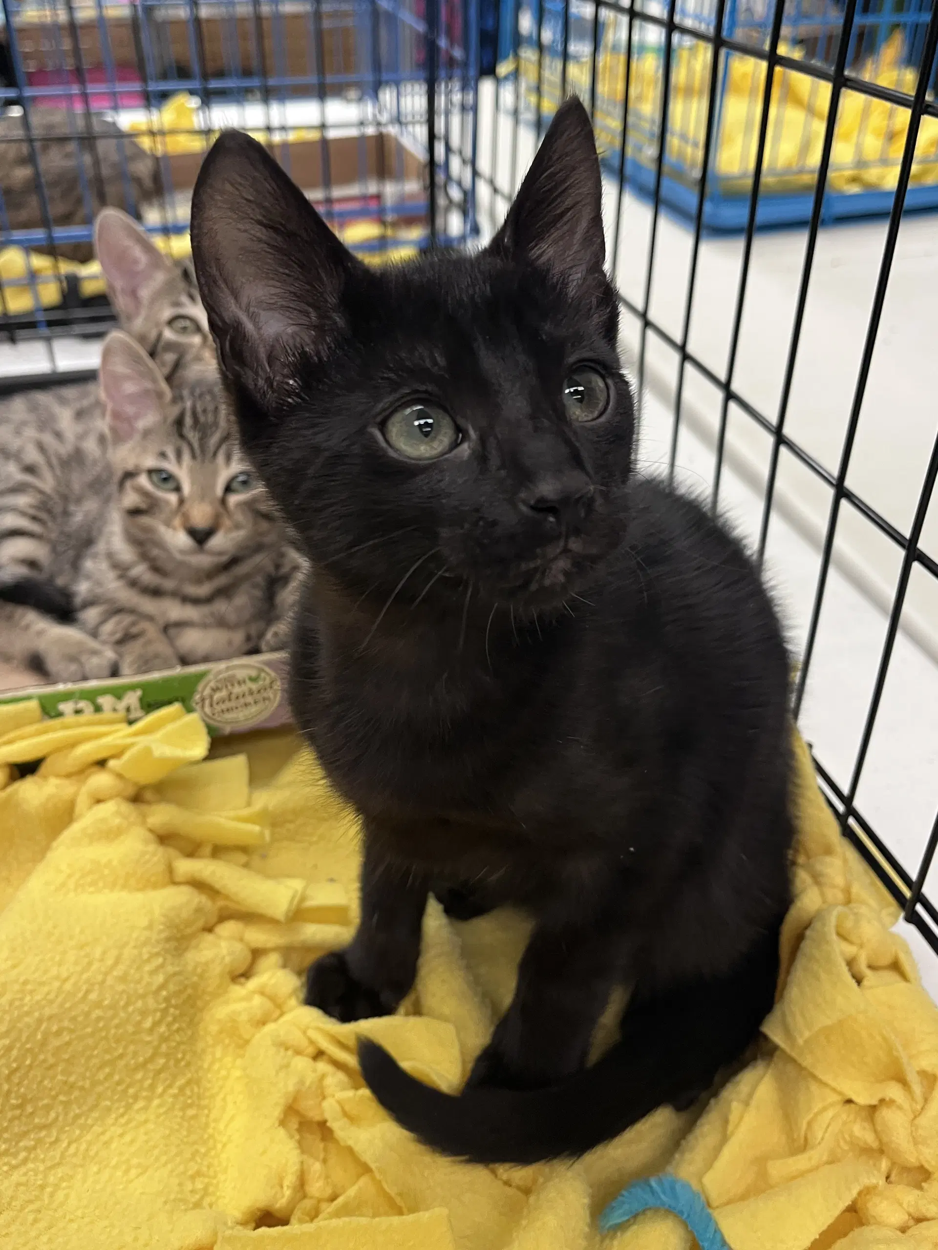 Pookie's Onyx Kitten - Domestic Short Hair