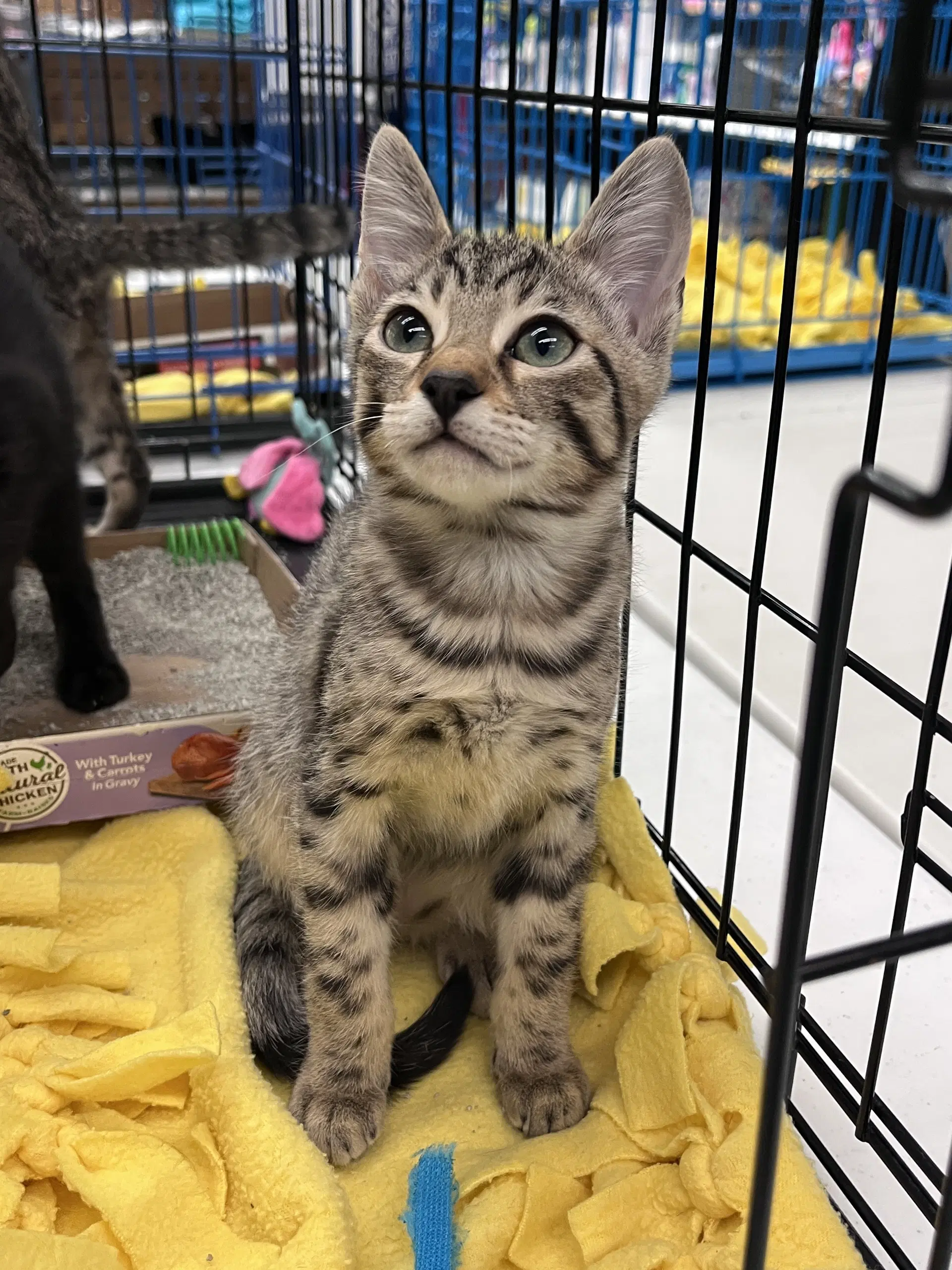 Pookie's Zelda Kitten - Domestic Short Hair