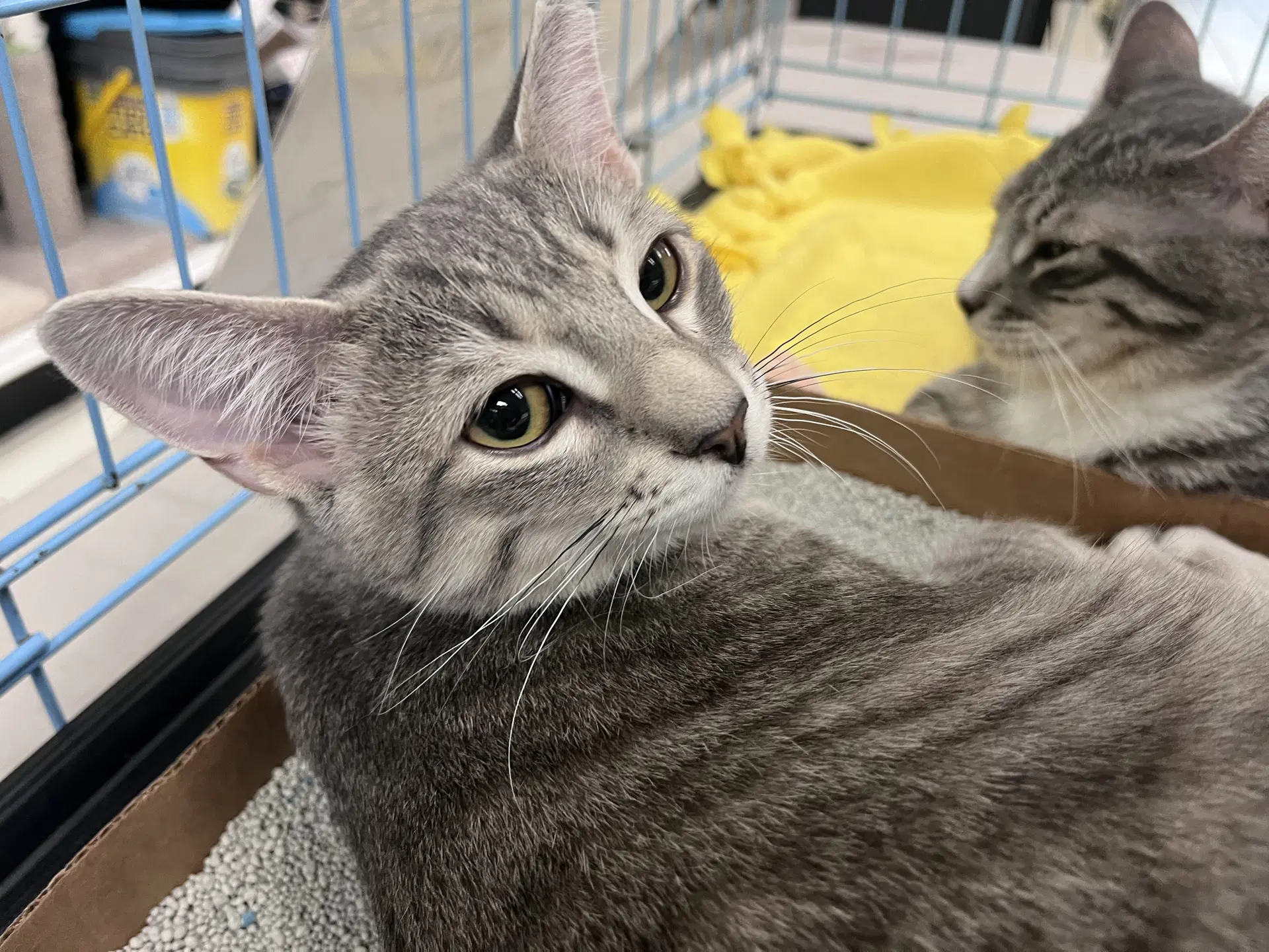 Jj Kitten - Domestic Short Hair