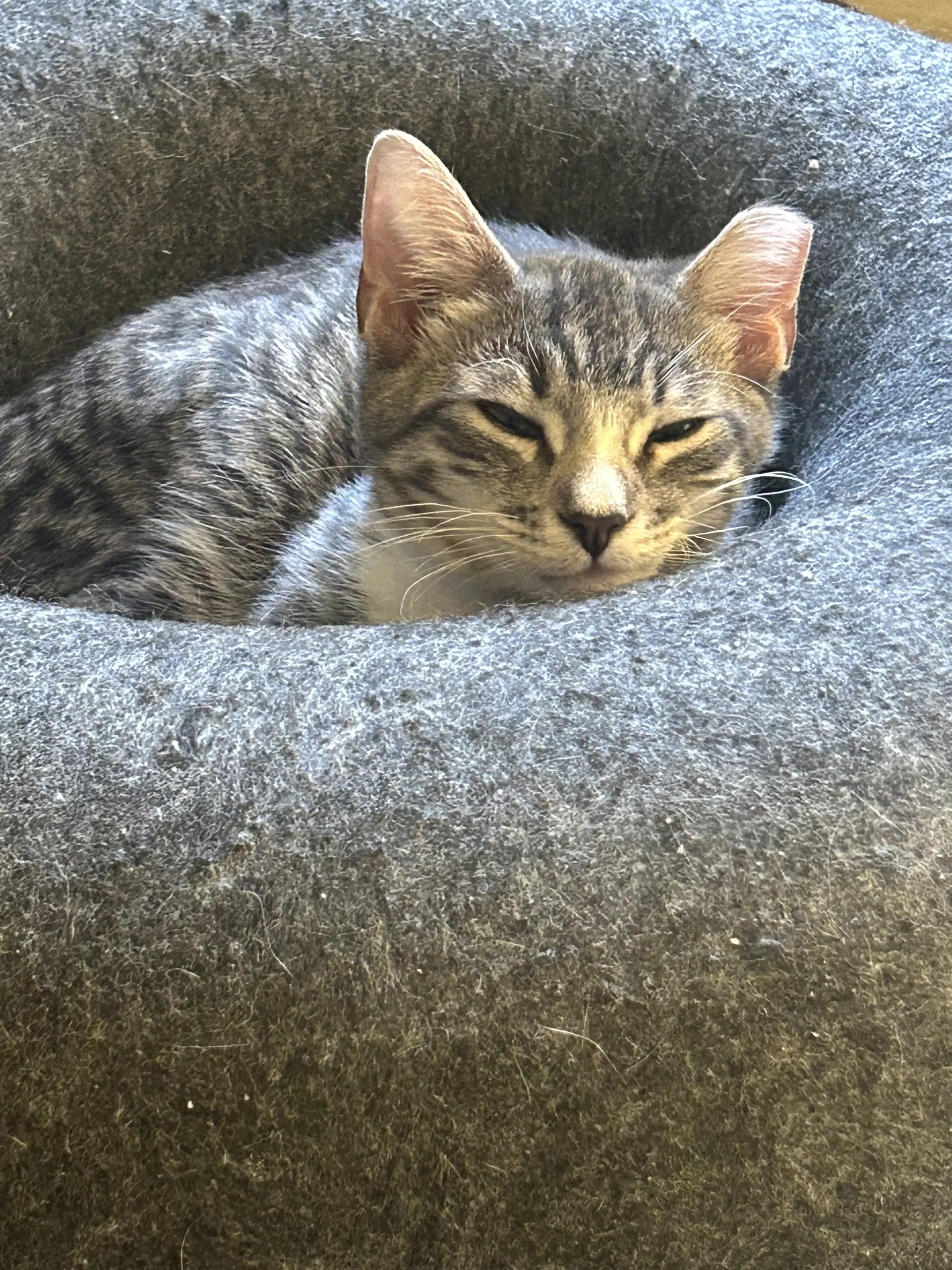 Pope Kitten - Domestic Short Hair