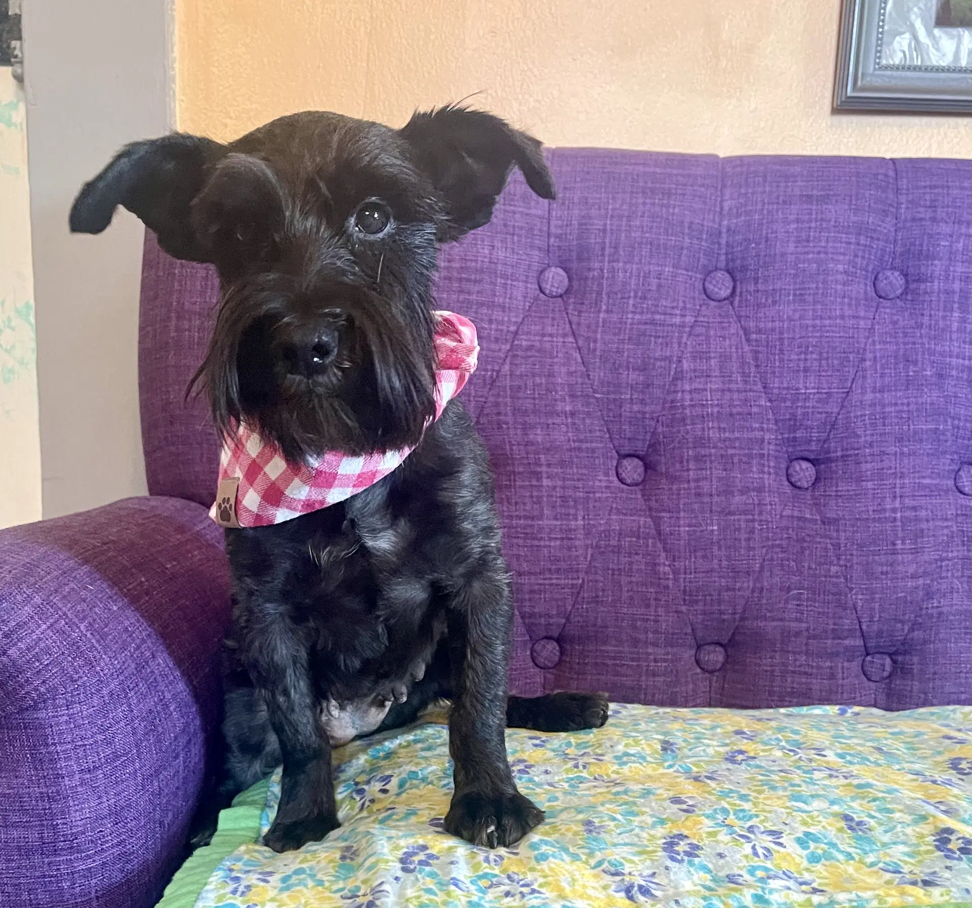 Sasha Lonestar - Schnauzer