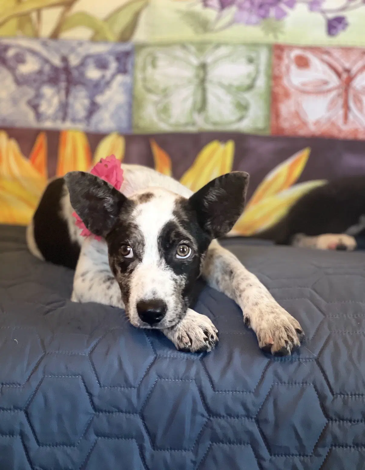 Dotty Vern Lonestar - Australian Cattle Dog/Blue Heeler