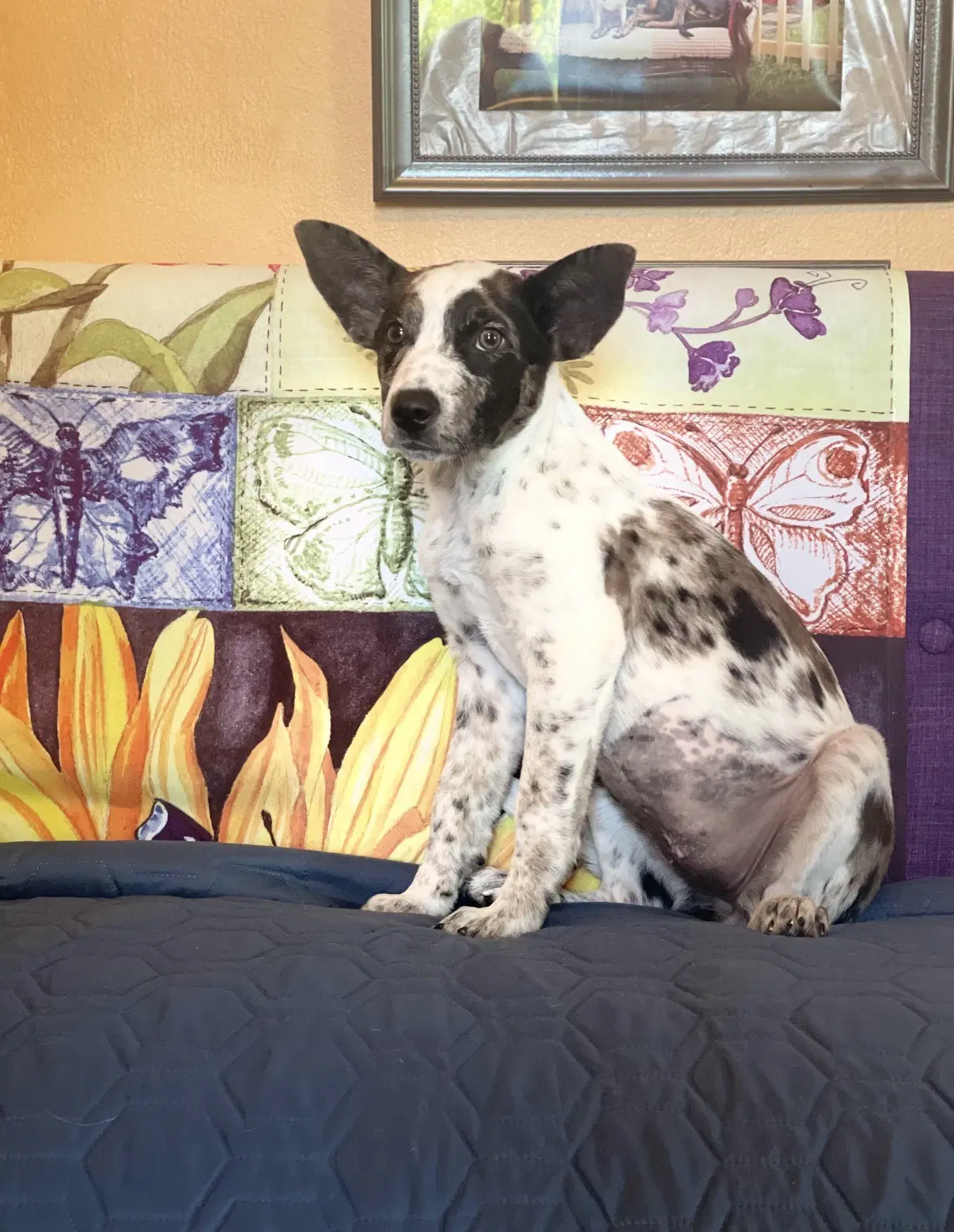 Dotty Vern Lonestar image 3