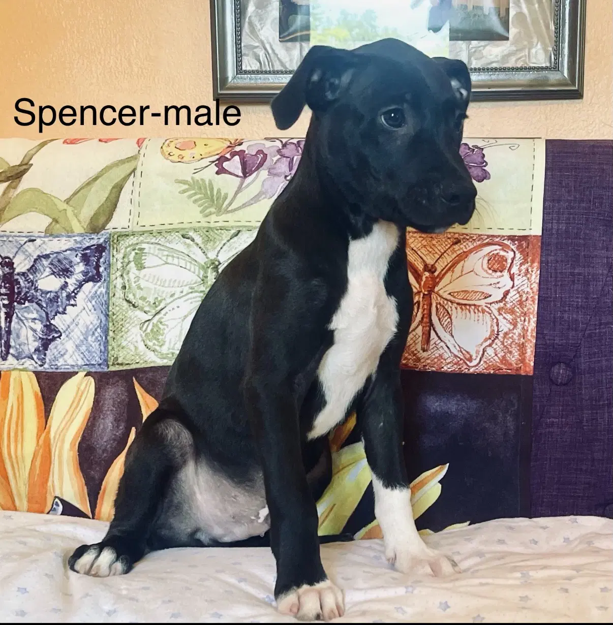 Spencer Lonestar image 2