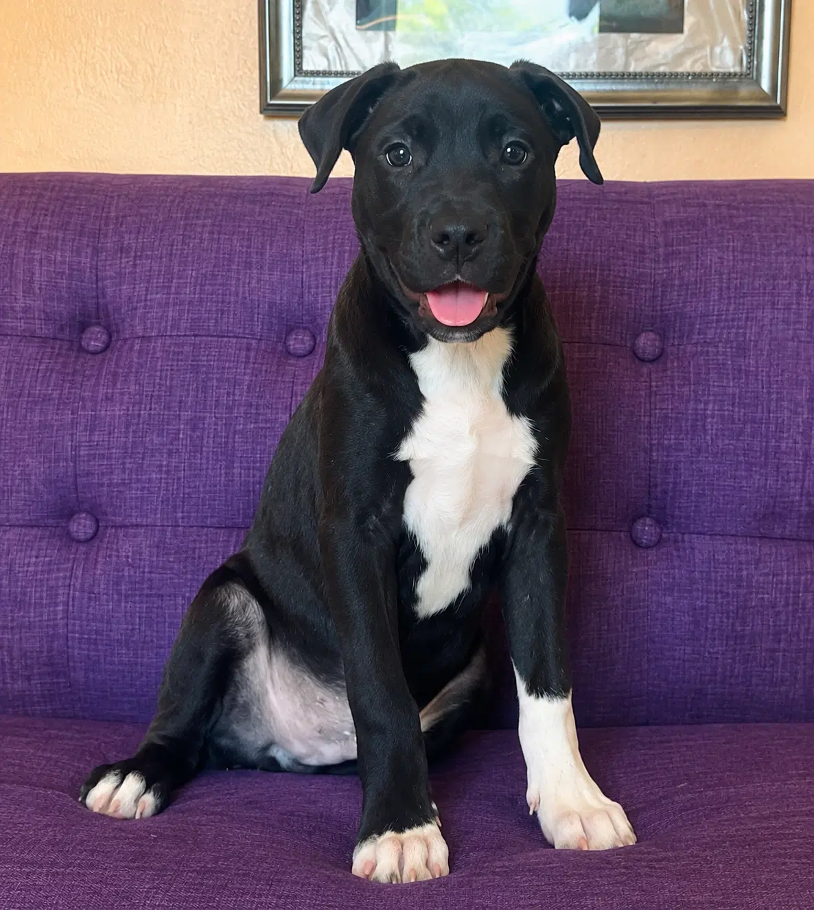 Spencer Lonestar - Labrador Retriever