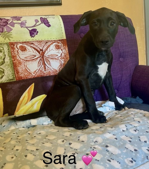 Sara Lonestar