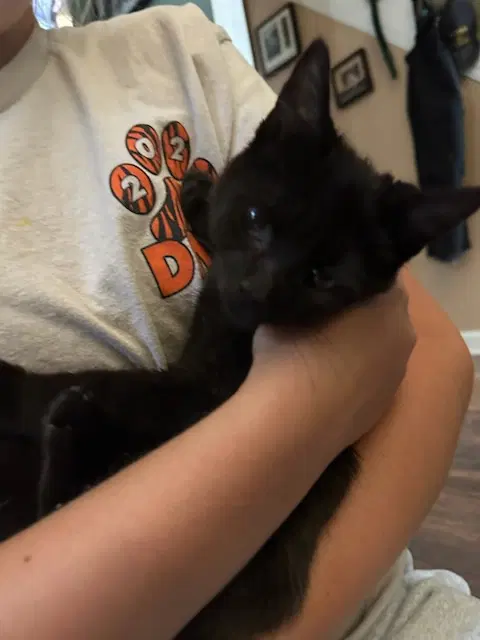 Twyla's Chloe Kitten - Domestic Short Hair