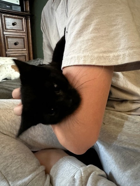 Photo 2 of Twyla's Charlie KITTEN