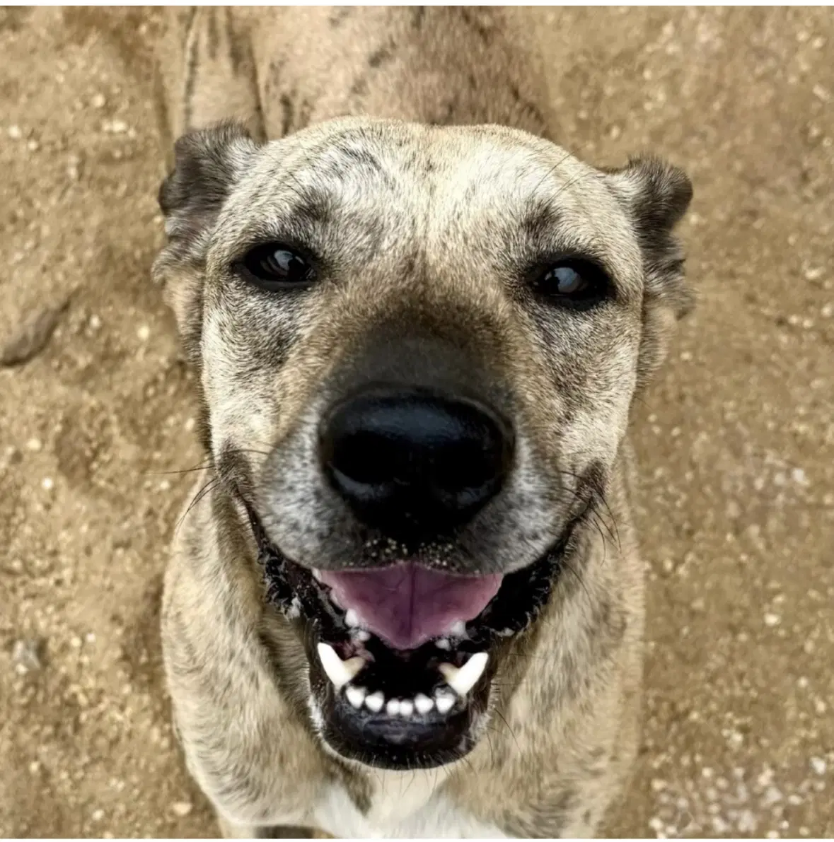 Jimmy Buffet Dixon - Mountain Cur