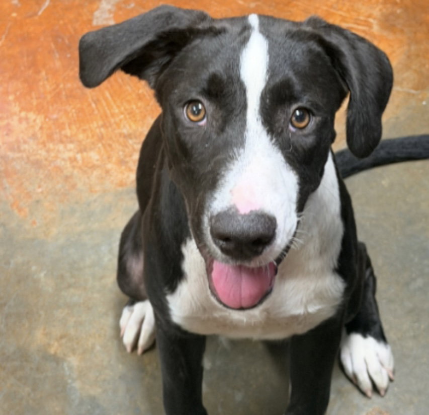 Tucker Louisiana, dog