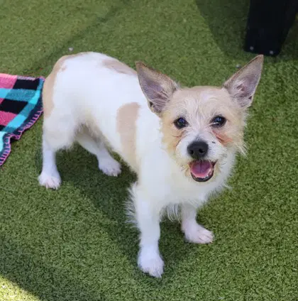 Uranus Athens - Cairn Terrier