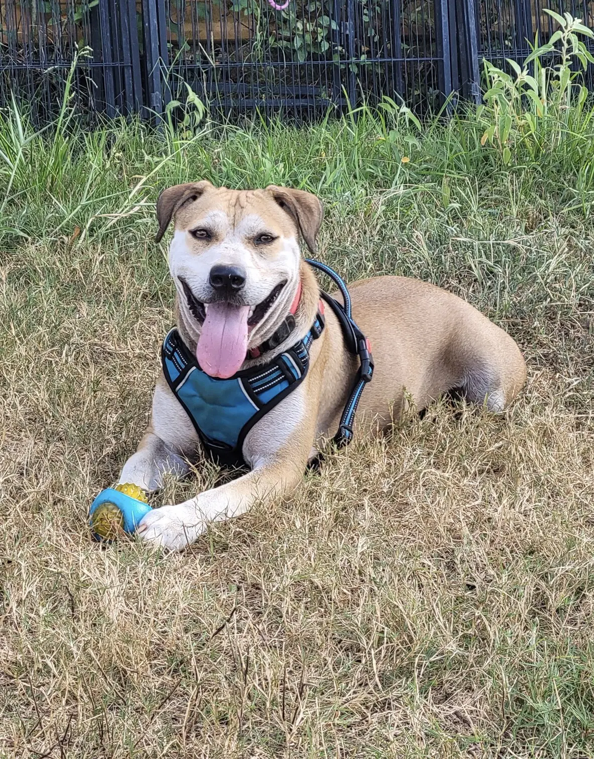 Charlie Puppers Lonestar - Terrier
