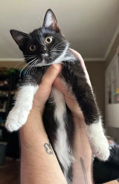 Chalupa Supreme Kitten - Domestic Short Hair