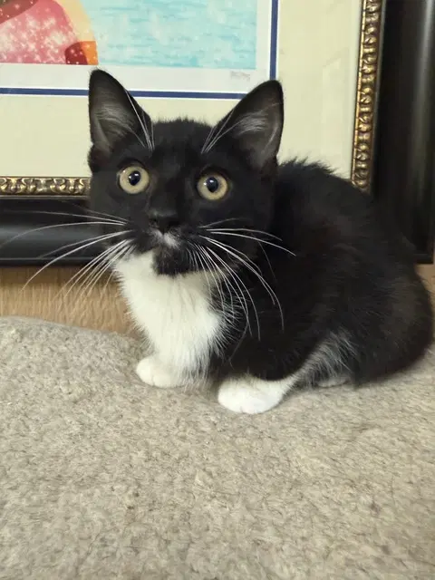 Chalupa Supreme Kitten image 2